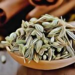 Les graines de fenouil